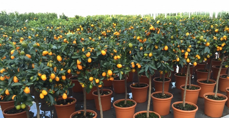 Kumquat veld