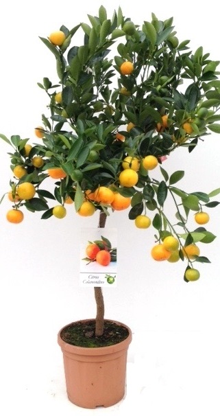 Citrus Calamondin