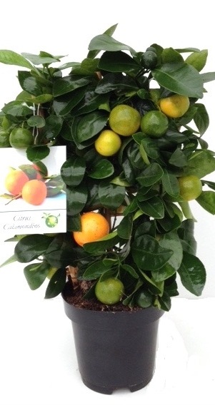 Citrus Calamondin