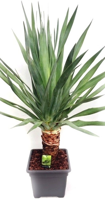 Dracaena draco