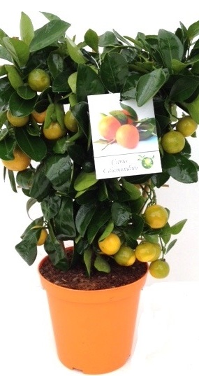 Citrus Calamondin