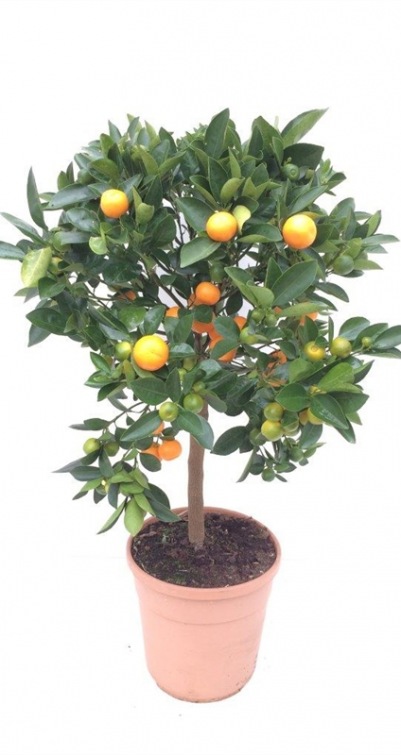 Citrus Calamondin