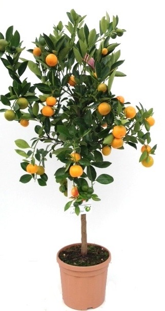 Citrus Calamondin