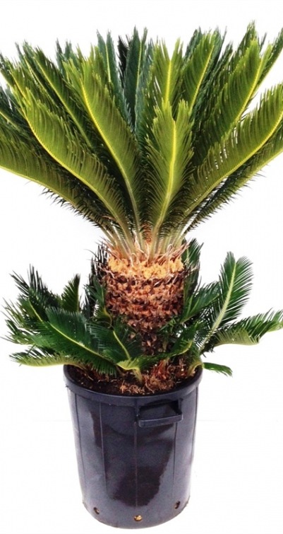 Cycas revoluta