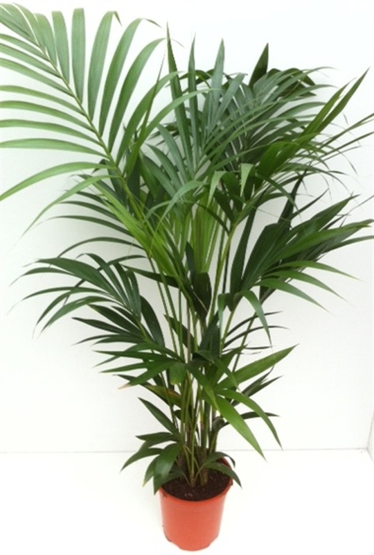 Howea forsteriana | RM Plants